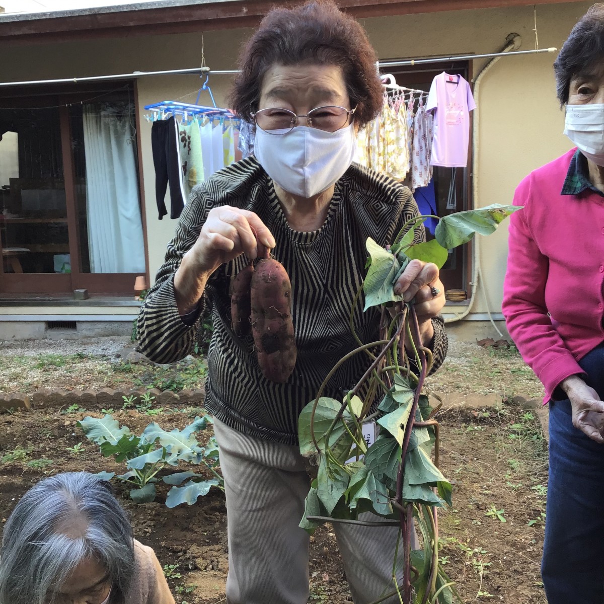 サツマイモの収穫写真