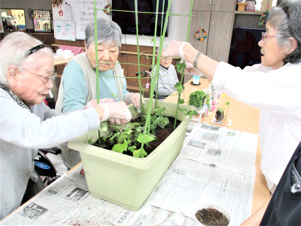 朝顔を育てよう